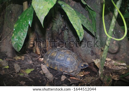 Yellow footed tortoise, Chelonoidis denticulatus, sitting between the roots of a large tree