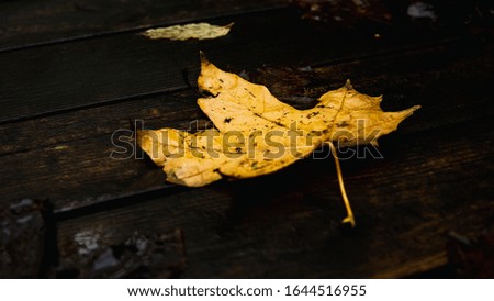 Yellow maple autumn leave. Shining color. Close up photo outdoors.