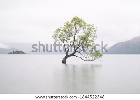 Tree in the lake in New Zealand, South Island near Queens town. Long exposure.