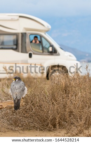 A peregrine falcon perched on a dead tree in the Ebro Delta, while a photographer takes photos of it from a camper car.