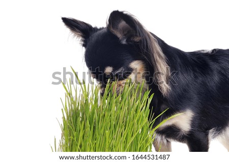 Close-up picture of a dog sniffing fresh greens