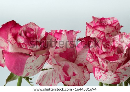 Pink and white candy ￼ striped roses. Colorful multi colored flowers.