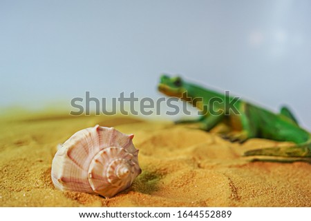 Lizard looks hungrily a sea snail