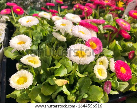 Colorful daisy flowers with green leaves for gardening and background ideas