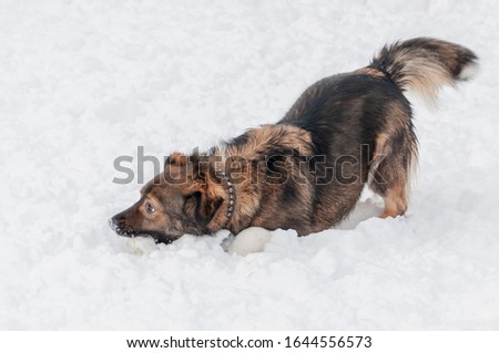 A beautiful large dog lying in the snow enthusiastically chews on a frozen bone found during an outdoor walk in the countryside on a nice winter day.