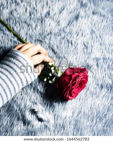 Women’s hand holding a fresh rose on furry background