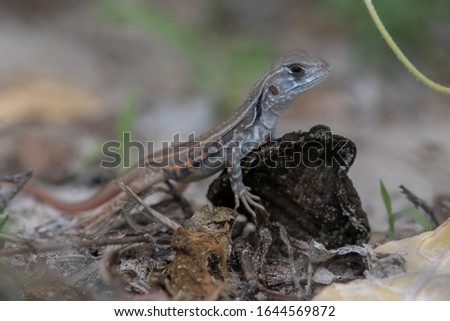 Close up picture of Common Butterfly Lizard on the beach on the island, Eastern Thailand
