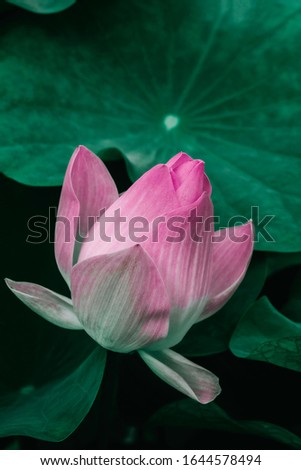 Closed up beautiful soft sweet water lily or lotus flower in the pond,in light pink tone