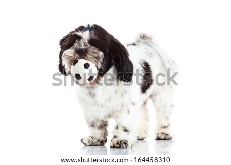 shih tzu with ball isolated on white background