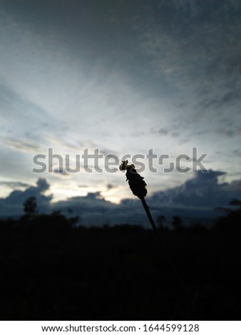 Dark flowers with natural background
