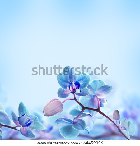 Floral background of tropical orchids Royalty-Free Stock Photo #164459996