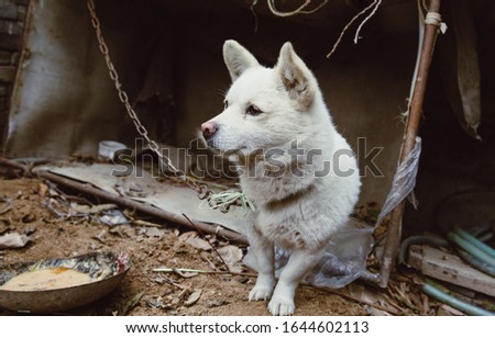 White guard puppy tied by iron chain outdoors