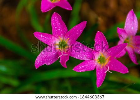 Beautiful Pink rain lilly flowers