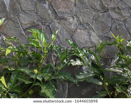 High Quality Image of Green Plants on the Stone Wall