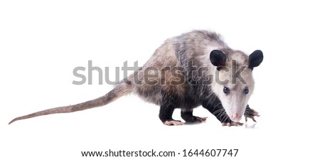 Female Virginia opossum (Didelphis virginiana) or common opossum looks at the viewer.  Isolated on white background