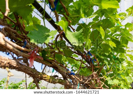 Picture of wine vines from thailand - selected focus
