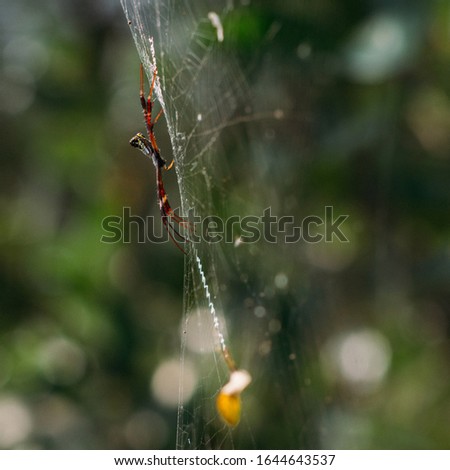 
One kind of spider in Vietnam.