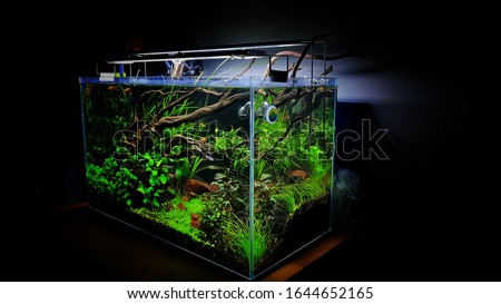 fish tank decor aquascape size 60cm x 30cm x 36 cm Royalty-Free Stock Photo #1644652165