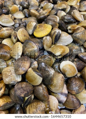 Fresh clams or kerang  on the market in the morning

