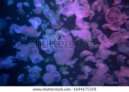 Shoot fantastic and beautiful jellyfish