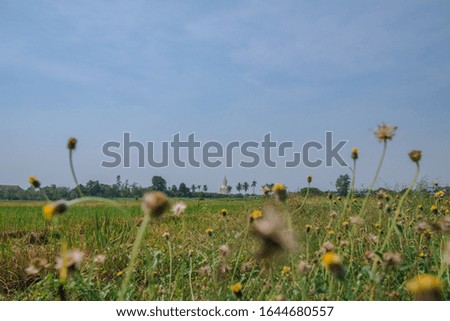 Vast grassland view With a large golden Buddha in the back Under the blue sky