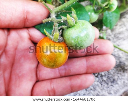 tomato red fresh simultaneously Fresh leaves phase harvest
