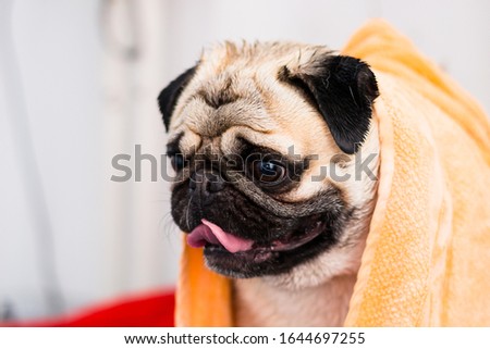 pug dog breed after bath Royalty-Free Stock Photo #1644697255