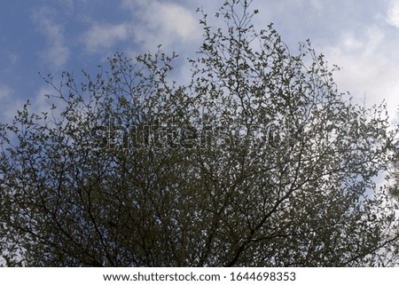 tree Photography with sky background. nature wallpapers. nature photography