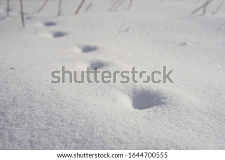 Deep paw prints in white snow closeup. Winter field
