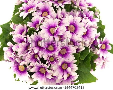 Cineraria flower photographed in white background