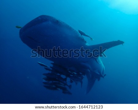 Noises photograph of Large whale sharks swim in the blue sea, Cendrawasih Bay National Park, Papua Indonesia