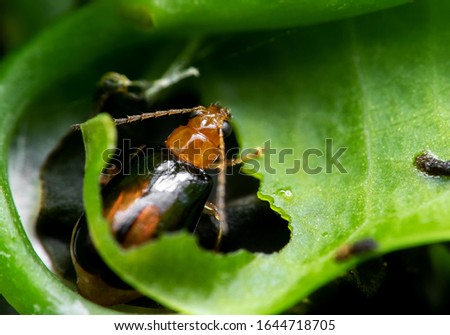 Macro Photography of Little Beetle Eating Green Leaf