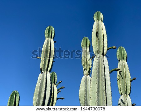cactus with sky losangeles california USA