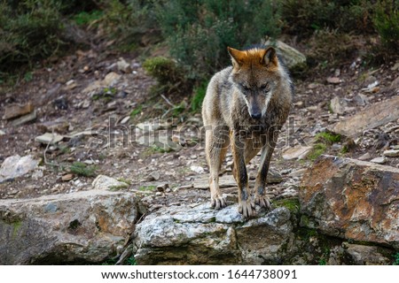 Canis lupus signatus. Front view of an Iberian wolf. Sanabria, Zamora, Spain.