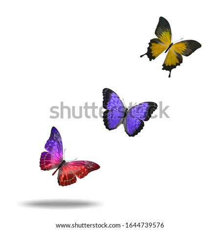 flying tropical  butterfly. isolated on white background