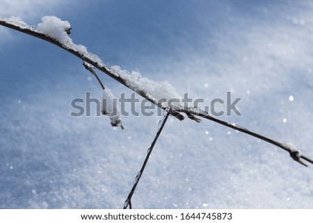 Beautiful branch of tree with shiny snow as fairy tale on snow background in macro