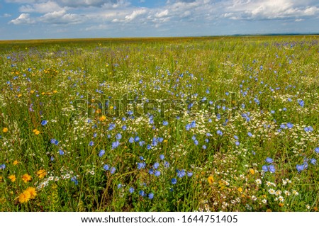 A wildflower (or wild flower) is a flower that grows in the wild, meaning it was not intentionally seeded or planted.