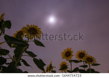 Moonlight sunflower field.  Twilight night sky