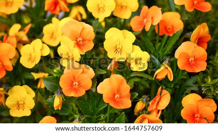 yellow colored pansies in garden