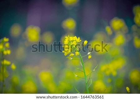 A close up photography beautiful yellow mustard seeds flowers petals blooming in the garden cute mustard flowers stock photo.