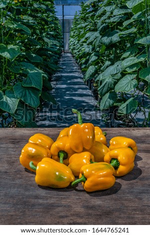 Colorful bell peppers. yellow wood background. Healthy fresh organic vegetables. Vegan or vegetarian food concept. Harvesting. Dalat, Vietnam