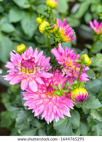 background with colorful daisy flowers and unique ideas in garden