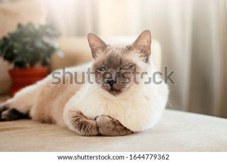 White cat with dark muzzle, as Thai breed with blue eyes lies on a sofa.