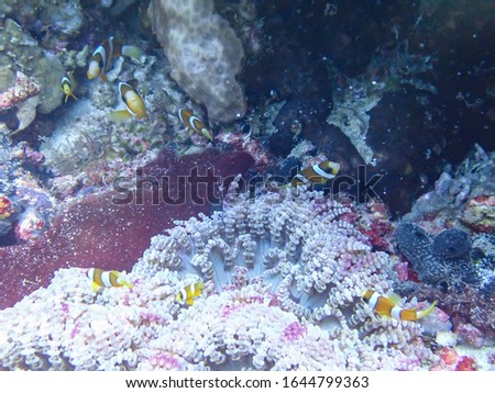 Clown fish swim under the sea full of coral and beautiful seaweed,Cendrawasih Bay National Park, Papua Indonesia