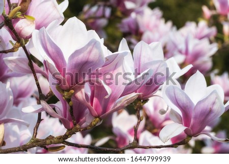 Close-up of blooming magnolia on a sunny spring day