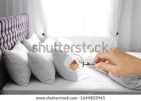Woman with magnifying glass detecting bed bug, closeup