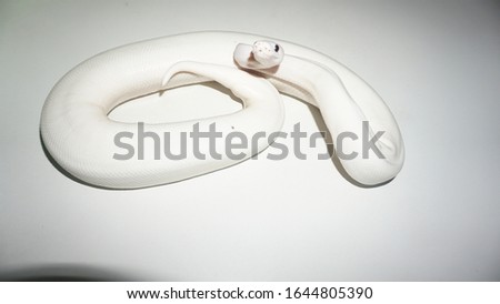 white ballpython snake on white background

