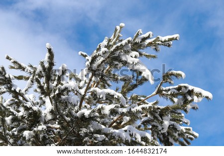 Snowy tree branches against blue sky in winter. Winter landscape of snowy tree branches against colorful sky with free space for copy text. Frozen branch. White and blue colors.Artvin
