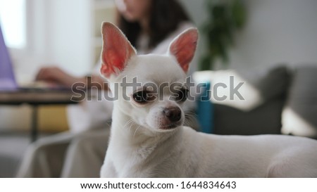Close-up footage of tiny pups. White sweet Chihuahua. Compact dog. Indoors. Apartment. Amazing pet. Blurred view of woman in background