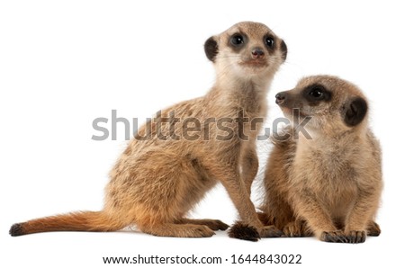 Meerkat or Suricate, Suricata suricatta, mother and her baby, in front of white background